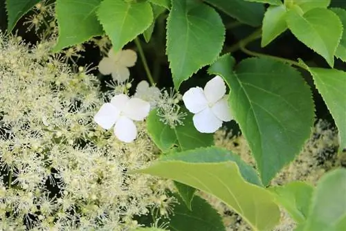 Авирах hydrangea - Hydrangea petiolaris