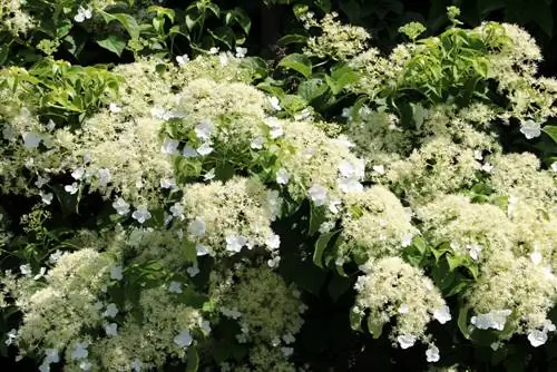 ცოცვა ჰორტენზია - Hydrangea petiolaris