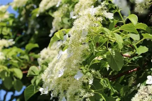 Гортензия вьющаяся - Hydrangea petiolaris