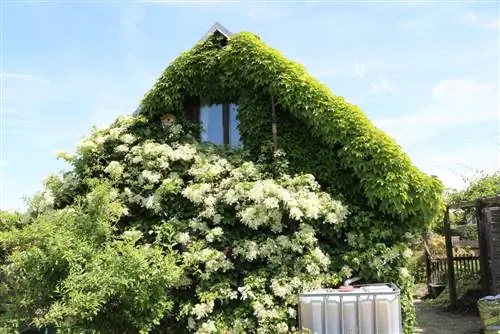 Hydrangea petiolaris - turlari, joylashuvi va parvarishi