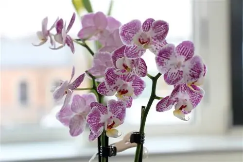 Orchid location above the heating - is heating air harmful?