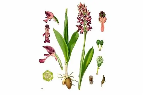 Orchis militaris - helmorchidee