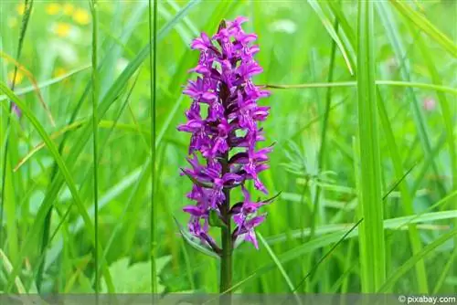 Orquídea – orquídeas nativas