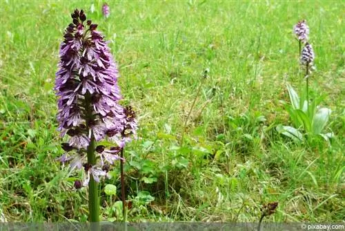 Orchid - native orchids