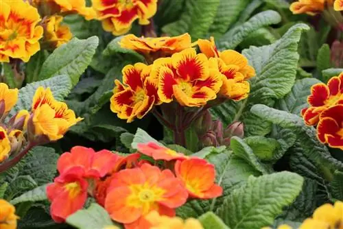 Primrose - Primula