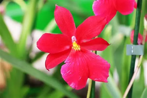 Orchidaceae Cambria - ኦርኪድ