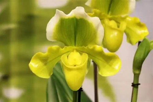 Lady's slipper orchid - Paphiopedilum