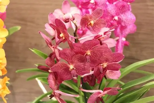 Orchidaceae Orkide Vanda