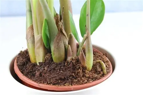 Je Zamioculcas jedovatý?