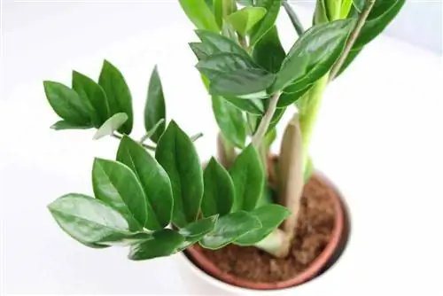 هل Zamioculcas سامة؟