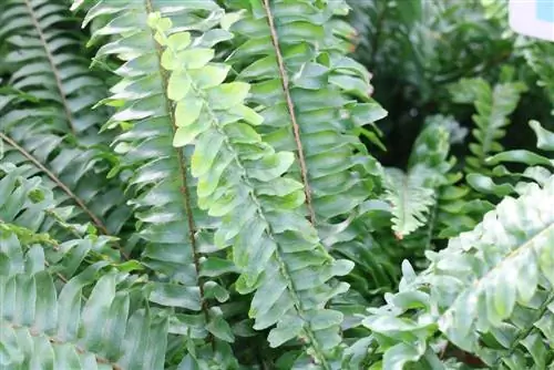 Mačasta paprat - Nephrolepis cordifolia