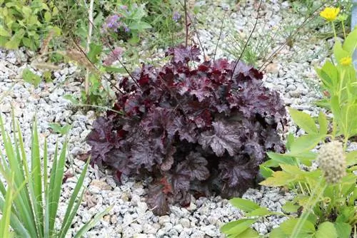 Mor çanlar - Heuchera