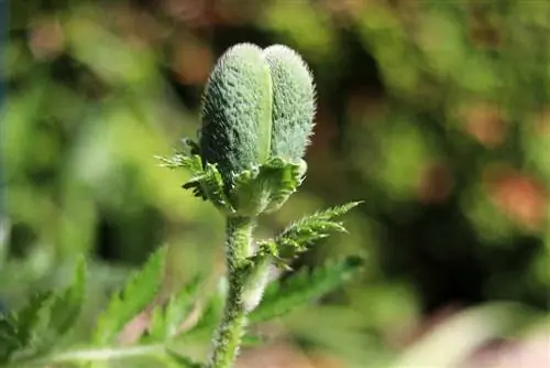 ดอกป๊อปปี้ตุรกี - Papaver orientale