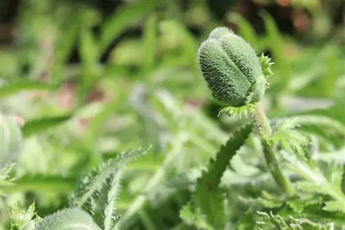 פרג טורקי - Papaver orientale