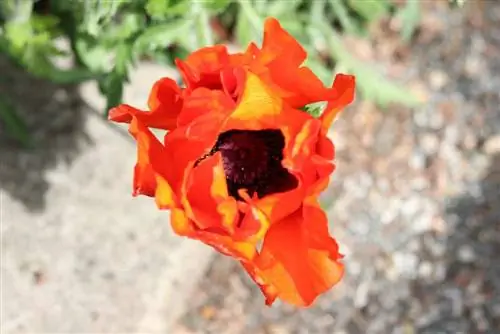 פרג טורקי - Papaver orientale