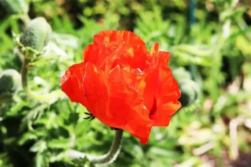 Türgi moon, Papaver orientale, türgi moon – hooldus A-Z