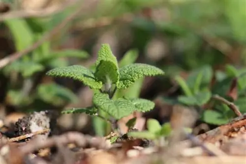 Sálvia germander - Teucrium scorodonia