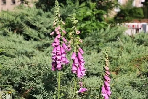 Flores del bosque: 55 especies de flores en el bosque ordenadas por color