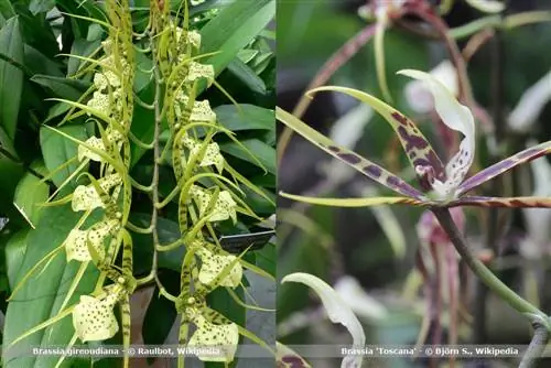 Aina ya Orchid Brassia