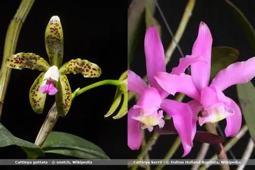 Cattleya orkide turlari