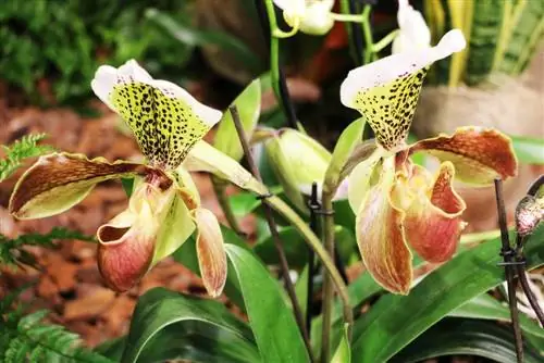 Կանանց հողաթափ խոլորձ - Paphiopedilum