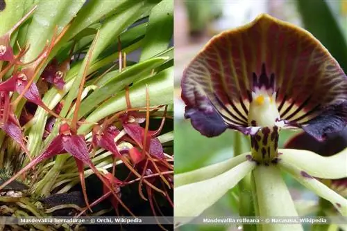 Orchid species Masdevallia