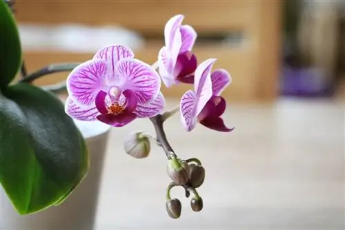 Orchidaceae phalaenopsis - ორქიდეები