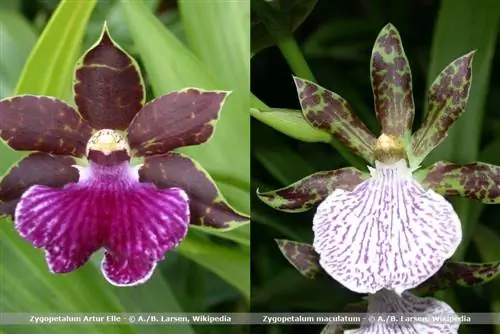 أنواع الأوركيد Zygopetalum maculatum