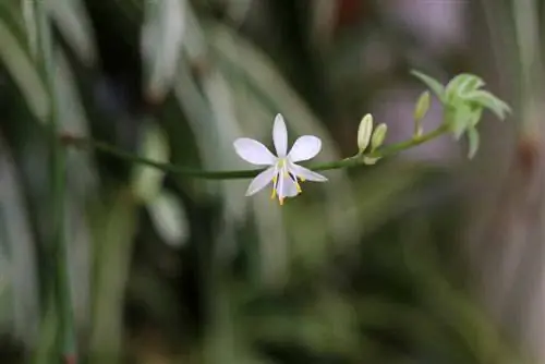 צמח עכביש - Chlorophytum comosum