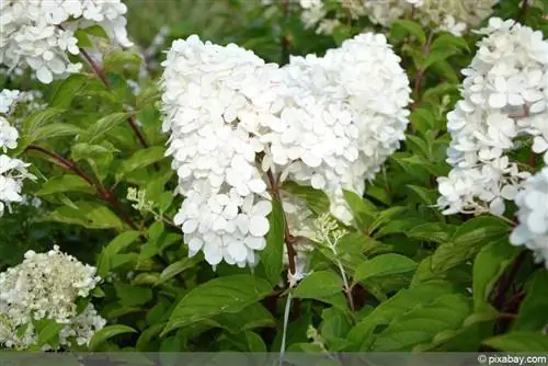 Hortênsia de panícula - Hydrangea paniculata