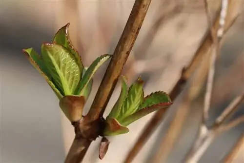 Plaas hortensia