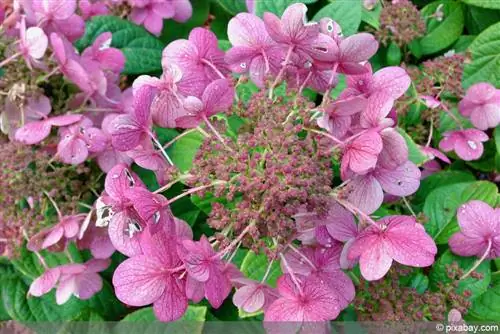 Panicle hortenzia - Hydrangea paniculata "gyors tűz"