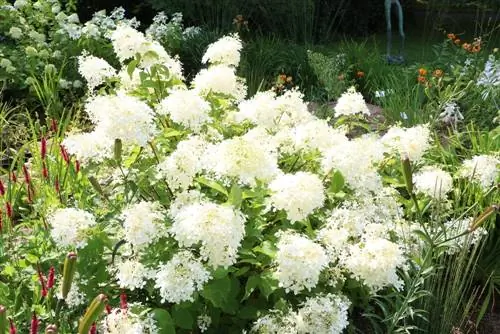 Panicle hortensia, Hydrangea paniculata: hoito ja leikkaus