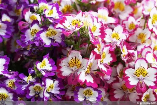 กล้วยไม้ของชาวนา - ดอกไม้แยก - Schizanthus