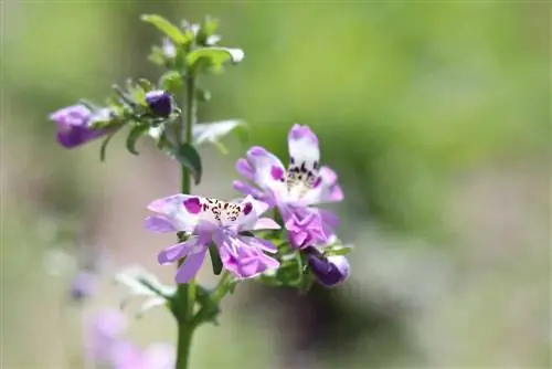 Kmečka orhideja - cepljenka - Schizanthus