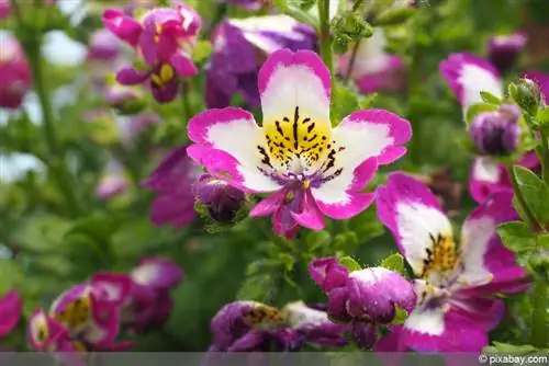 Orchidea del contadino - Fiore diviso - Schizanthus