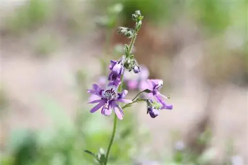 የገበሬ ኦርኪዶችን መንከባከብ እና ክረምት - schizanthus/የተሰነጠቀ አበባ