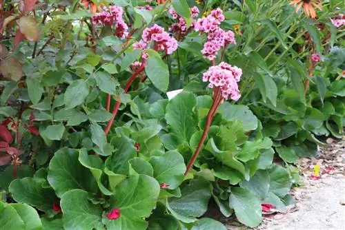 Bergenia - বারজেনিয়া