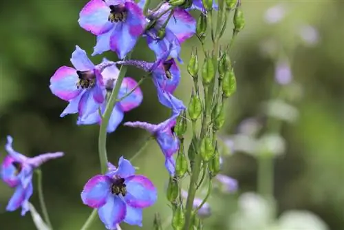 delphinium