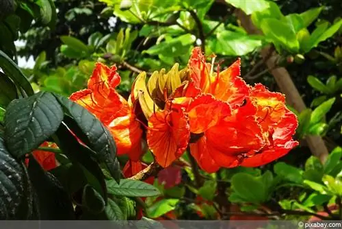 African tulip tree - Spathodea campanulata