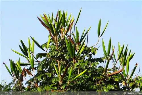 African tulip tree - Spathodea campanulata