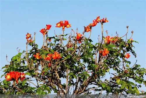 African tulip tree - Spathodea campanulata