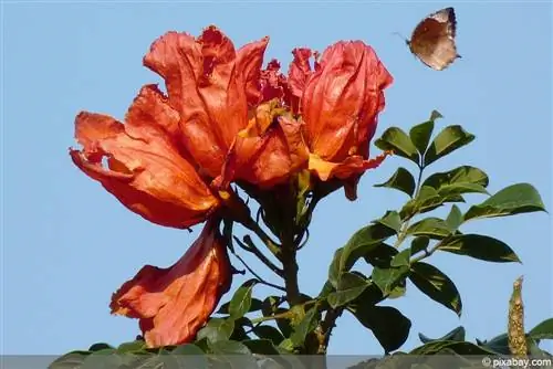 African tulip tree, Spathodea campanulata - pangangalaga mula A-Z