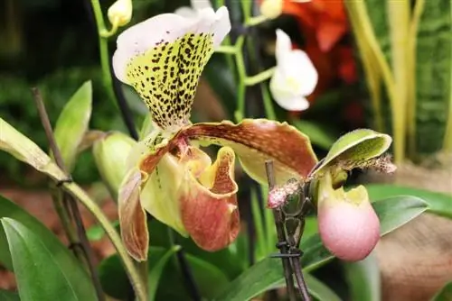 Orchid poj niam khau khiab Cypripedium Phragmipedium