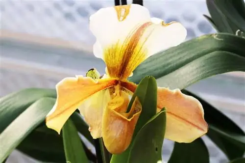 Lady's slipper orchid Paphiopedilum