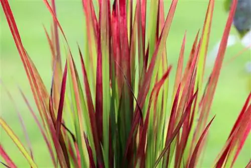 Japanese blood grass - Imperata cylindrica