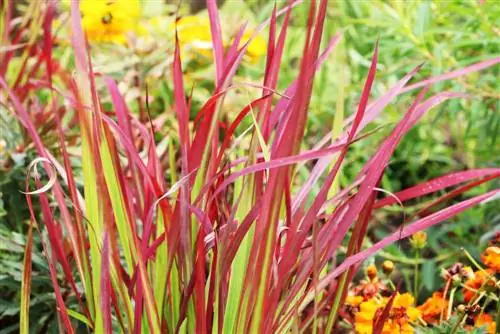 cutting Japanese blood grass