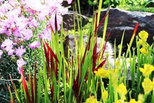 Cutting blood grass - this is how it's done