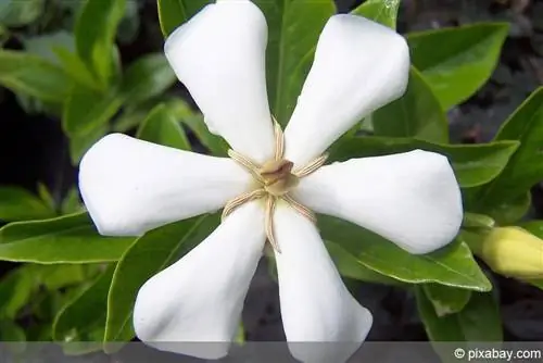 Gardenia - Gardenia