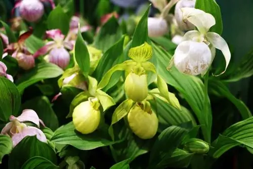 Orchidėjų moteriškos šlepetės Cypripedium Phragmipedium